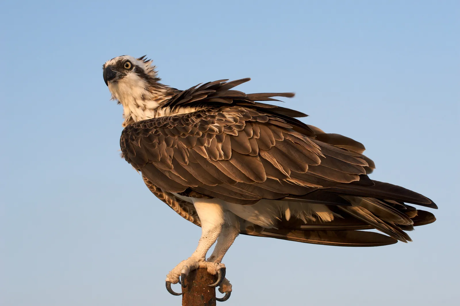 4. Waterproof Feathers for Aquatic Hunts (originally posted to Flickr as Feathers, CC BY 2.0)