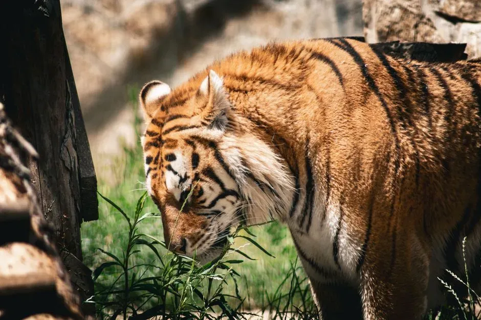 Myth 9: Lions Always Win Fights Against Tigers (Image Credits: Pexels)