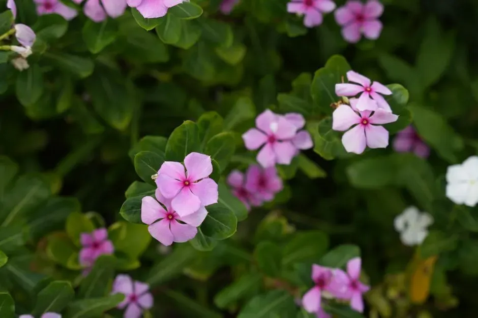 11. Vinca (Catharanthus) (Image Credits: Pexels)