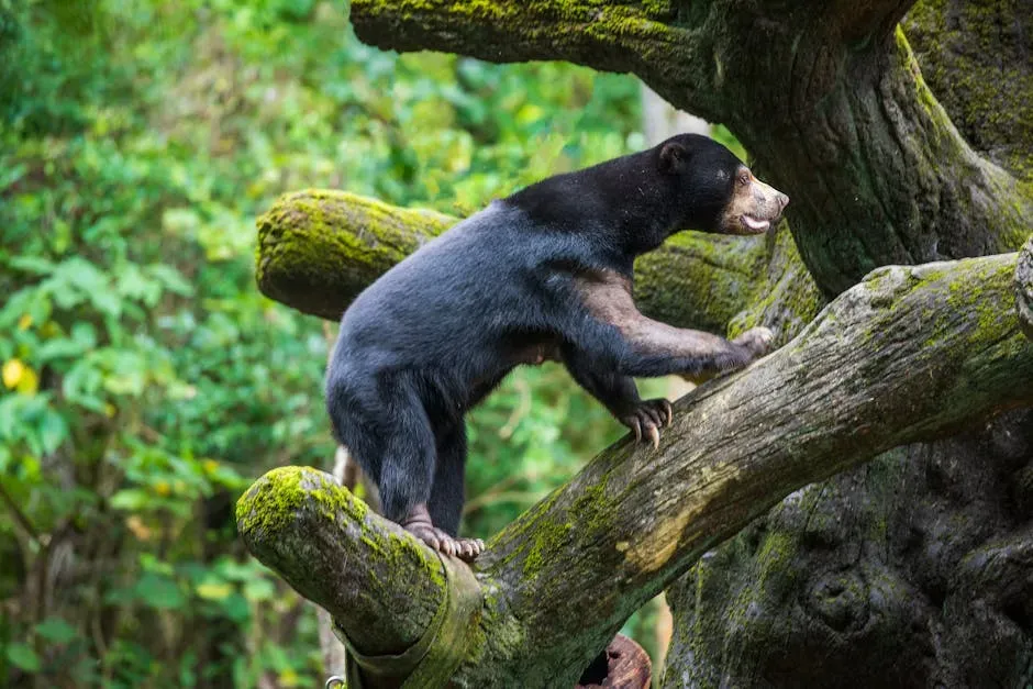 7. They Are Keystone Species of the Rainforest (Image Credits: Pexels)