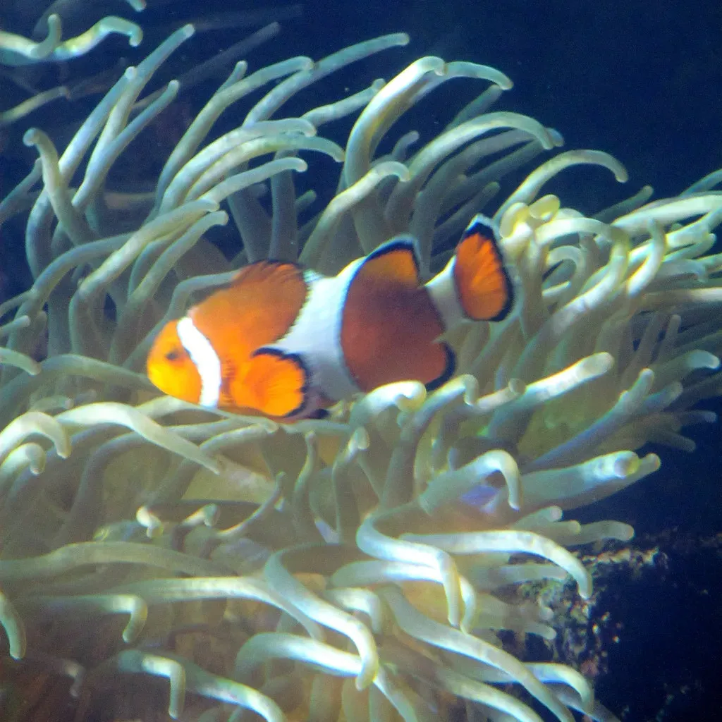 The Clownfish and the Sea Anemone: A Home Built on Trust (edenpictures, Flickr, CC BY 2.0)