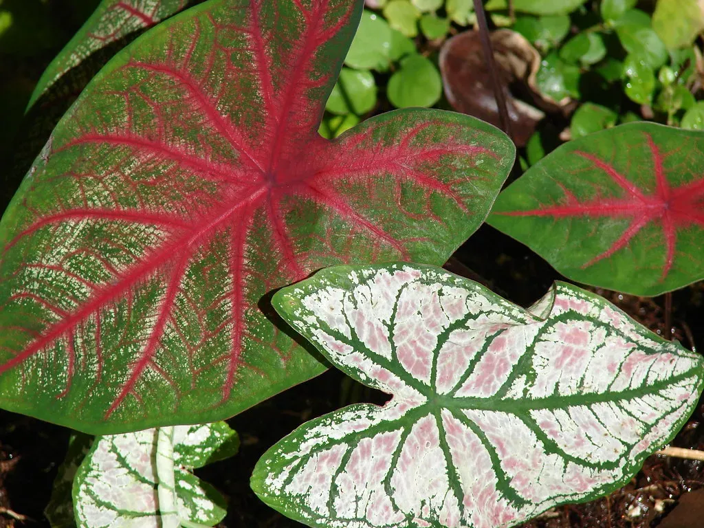 Caladiums: The Shade Garden's Secret Weapon (Starr Environmental, Flickr, CC BY 2.0)