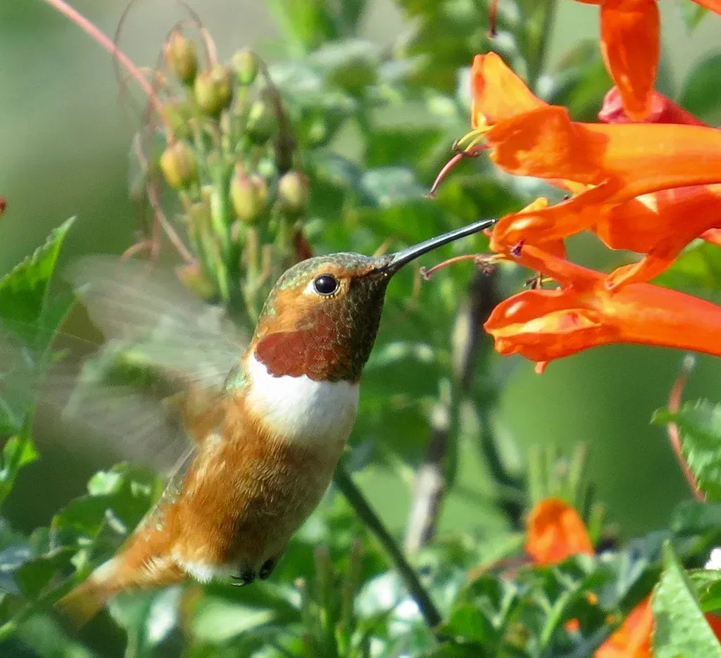 8. Allen's Hummingbird (Selasphorus sasin) (Kaaren Perry, Flickr, CC BY 2.0)