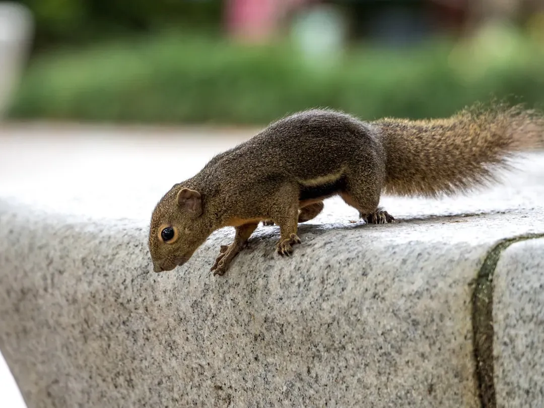 14. Urban Wildlife Flourishes Amid Conservation Efforts (Image Credits: Unsplash)