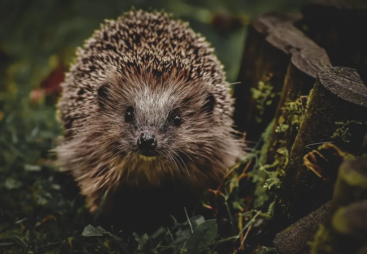 The Smart Strategy: Predator Avoidance and Hunting Advantages (Image Credits: Pixabay)