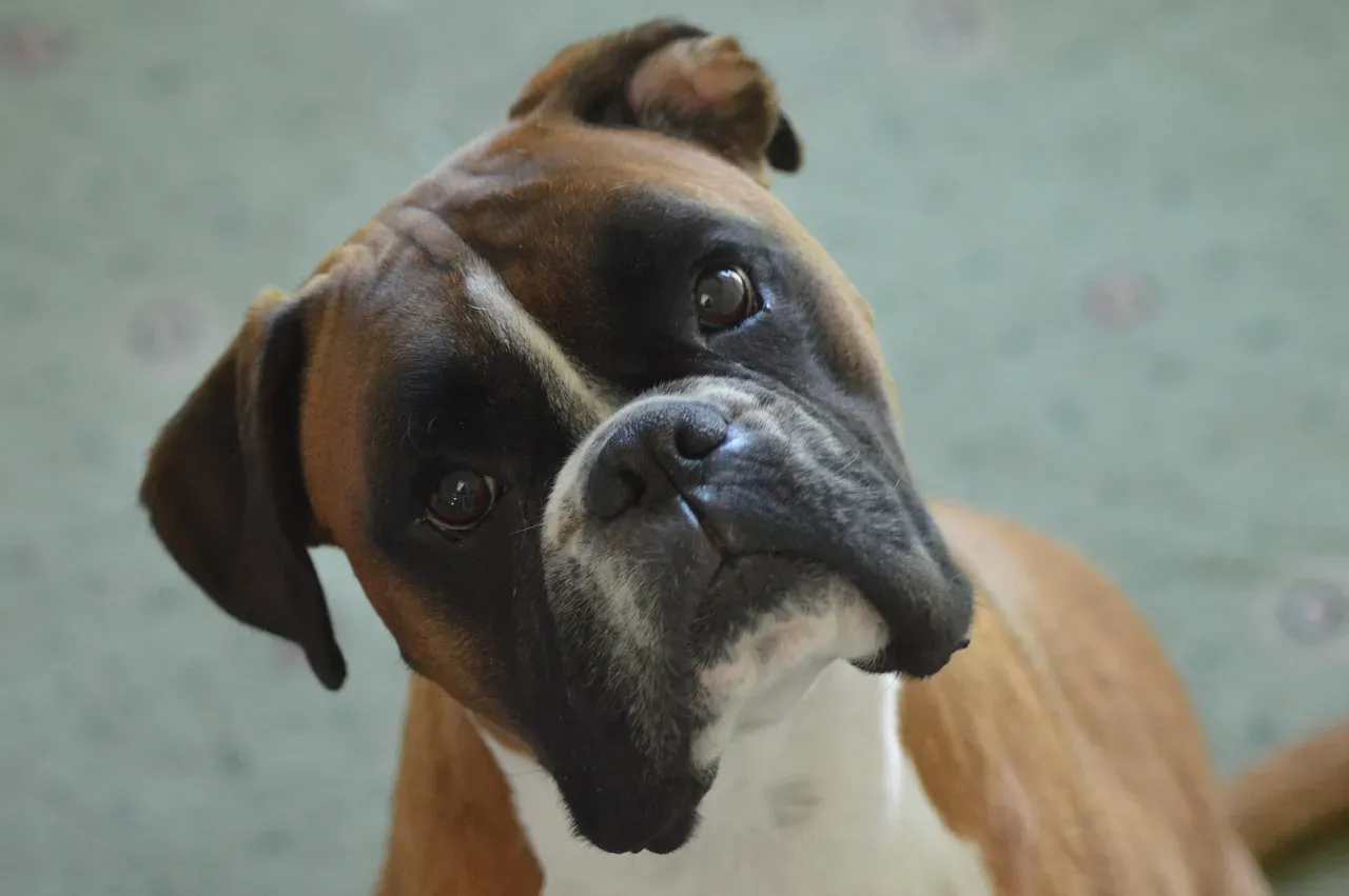 Boxer: The Clown with a Cast-Iron Constitution (Image Credits: Pixabay)
