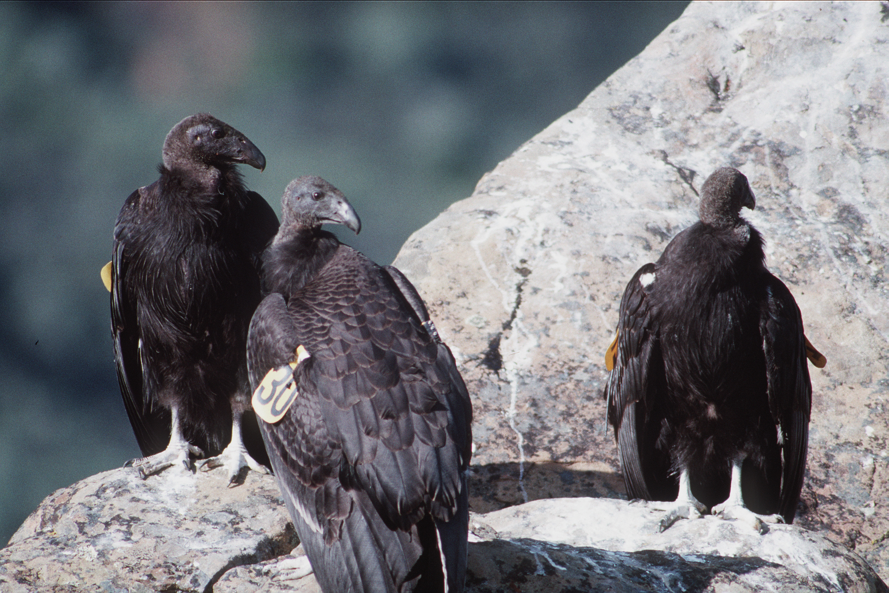 California Condors: Soaring Back from 22 Birds (Image Credits: Wikimedia)