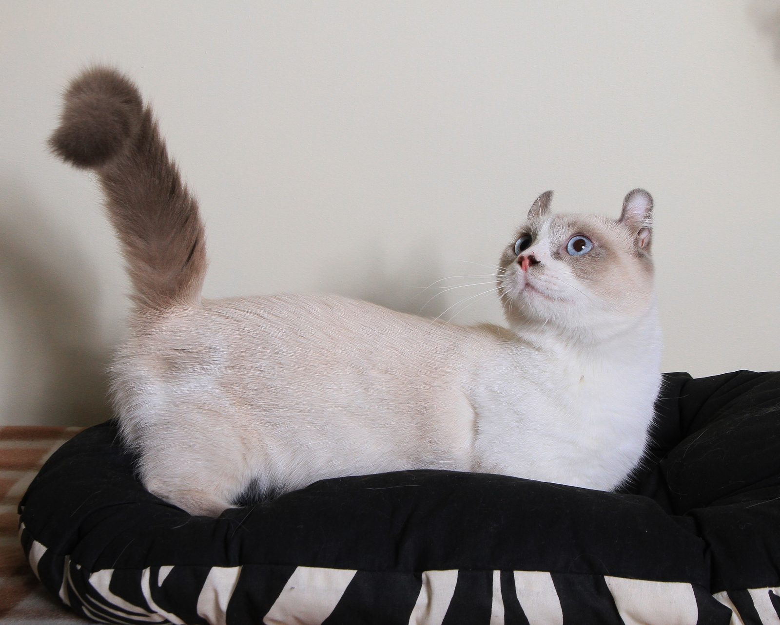 The Tail Tell (Image Credits: Wikimedia)