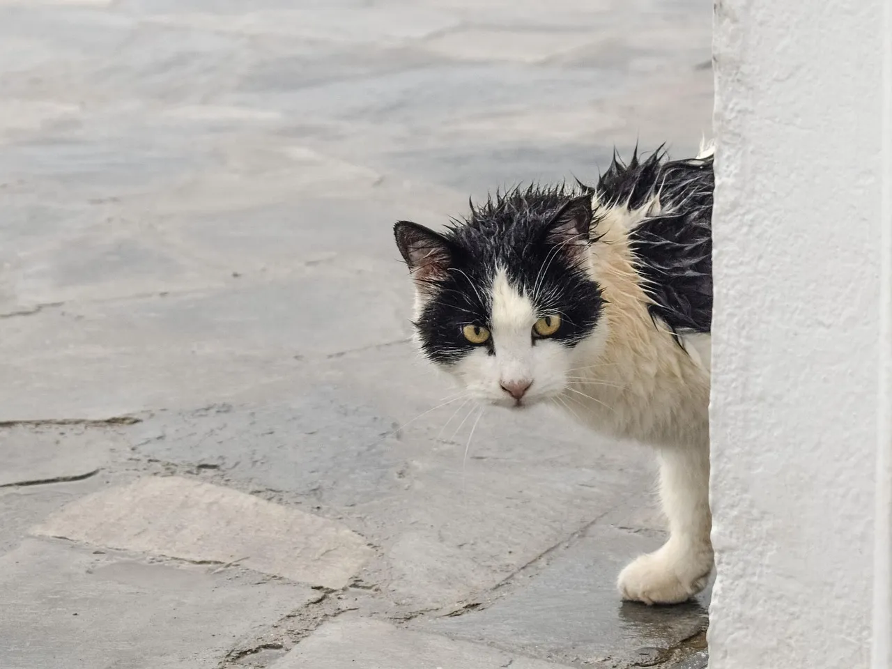 Cats: The Silent Seekers (Image Credits: Pixabay)