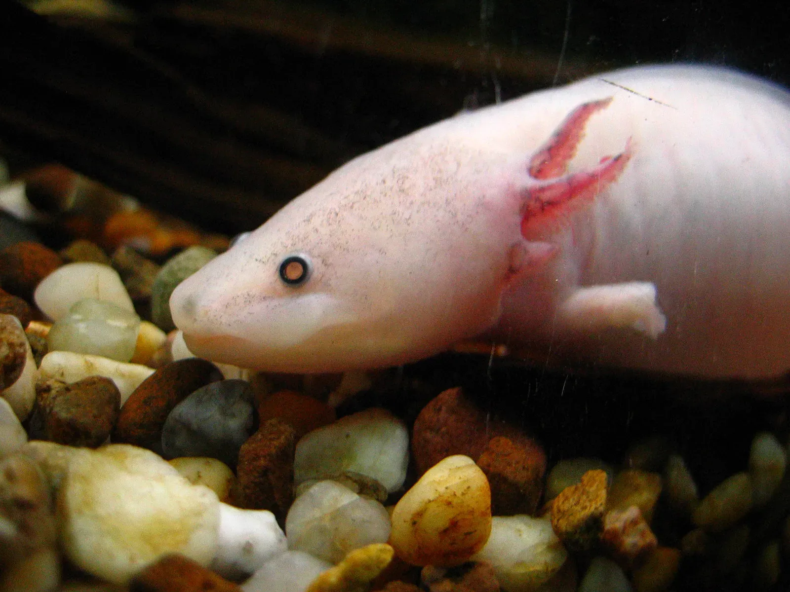 2. The Axolotl: The Salamander That Refuses to Grow Up (or Die) (By Monika Korzeniec, CC BY-SA 3.0)