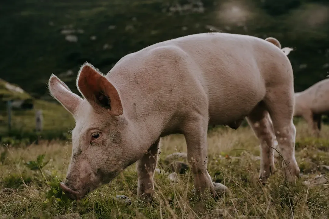 #1 – Pot-Bellied Pigs Remember Their First Family Forever (Image Credits: Unsplash)