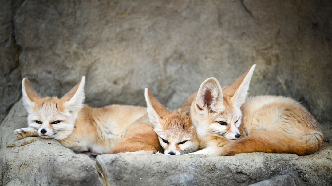 #12 Fennec Foxes - Desert Dwellers with Surprising Adaptability (Image Credits: Unsplash)
