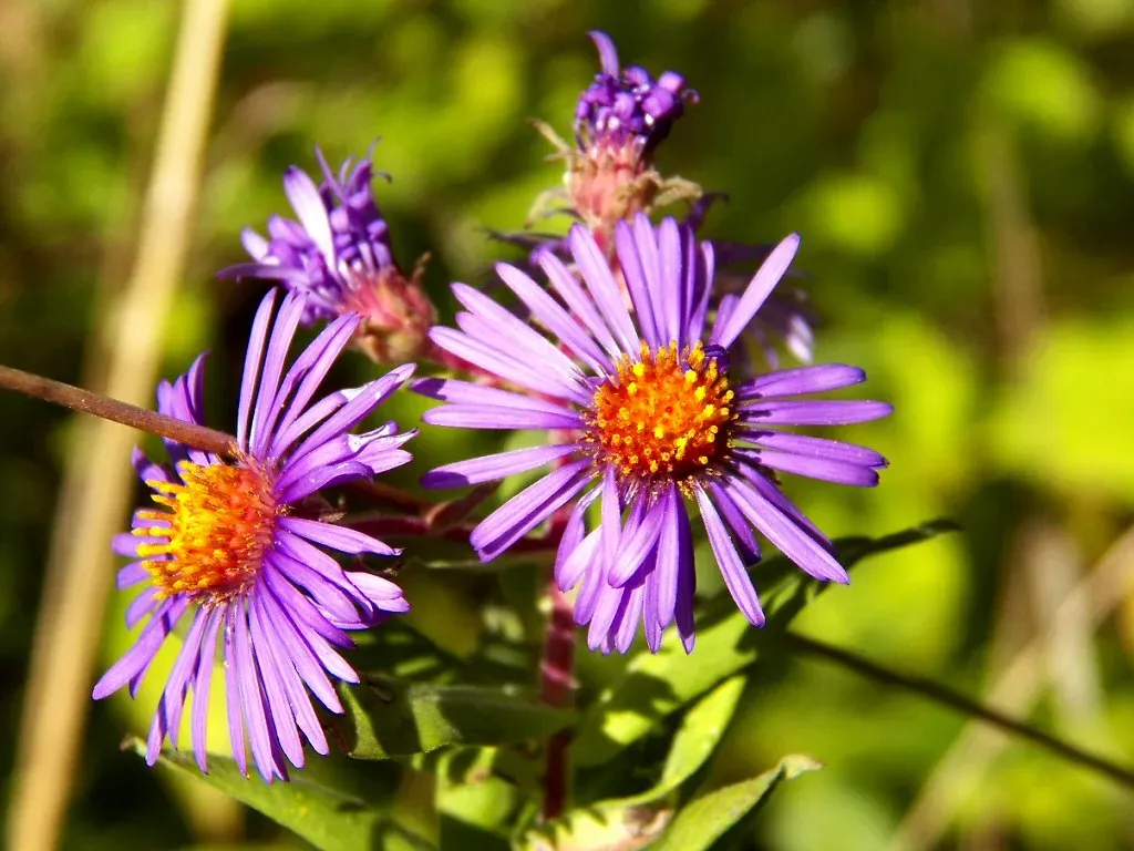 New England Aster: The Fall Finale Star (Image Credits: Flickr)