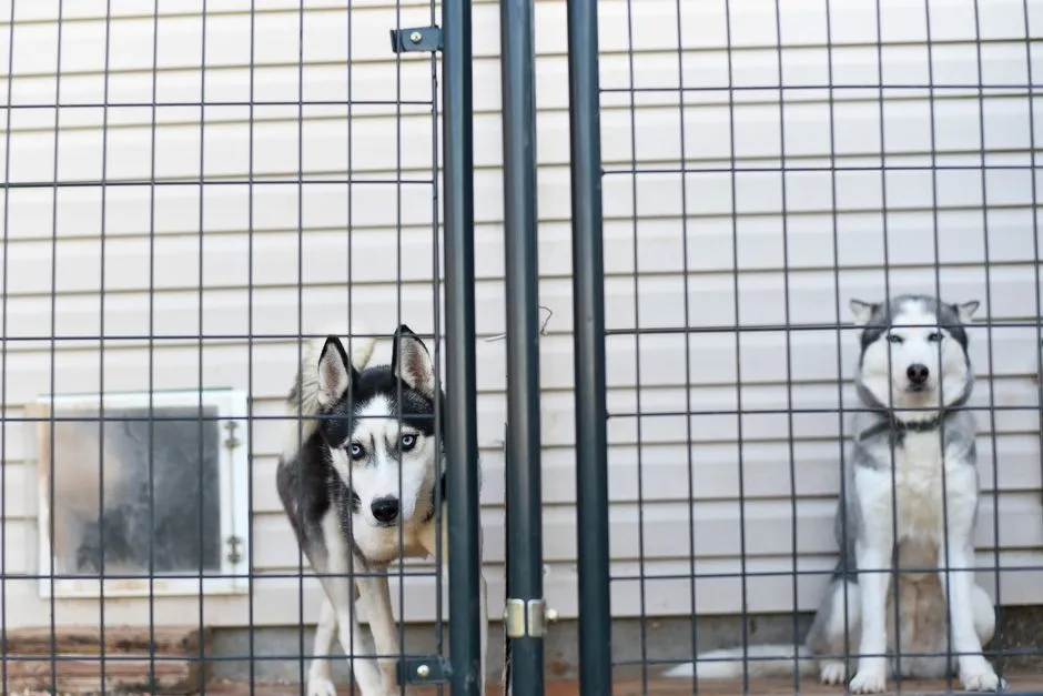 #4 - Their Reaction to the Kennel Door Closing (Image Credits: Pexels)