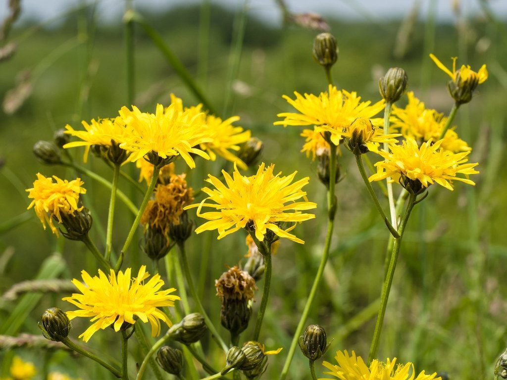 Ragwort - The Silent Killer in Yellow (Image Credits: Flickr)