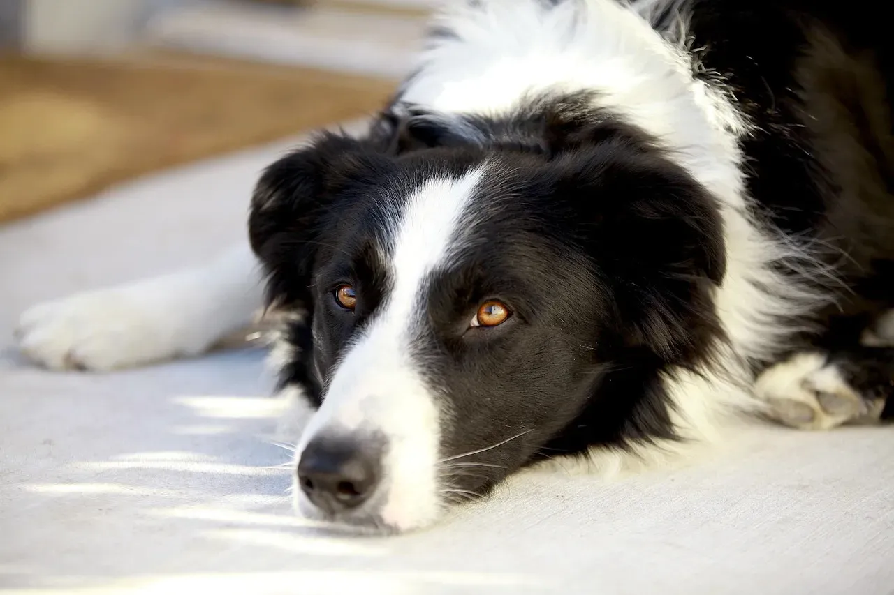 #6. Watching and Learning from Observation (Image Credits: Pixabay)