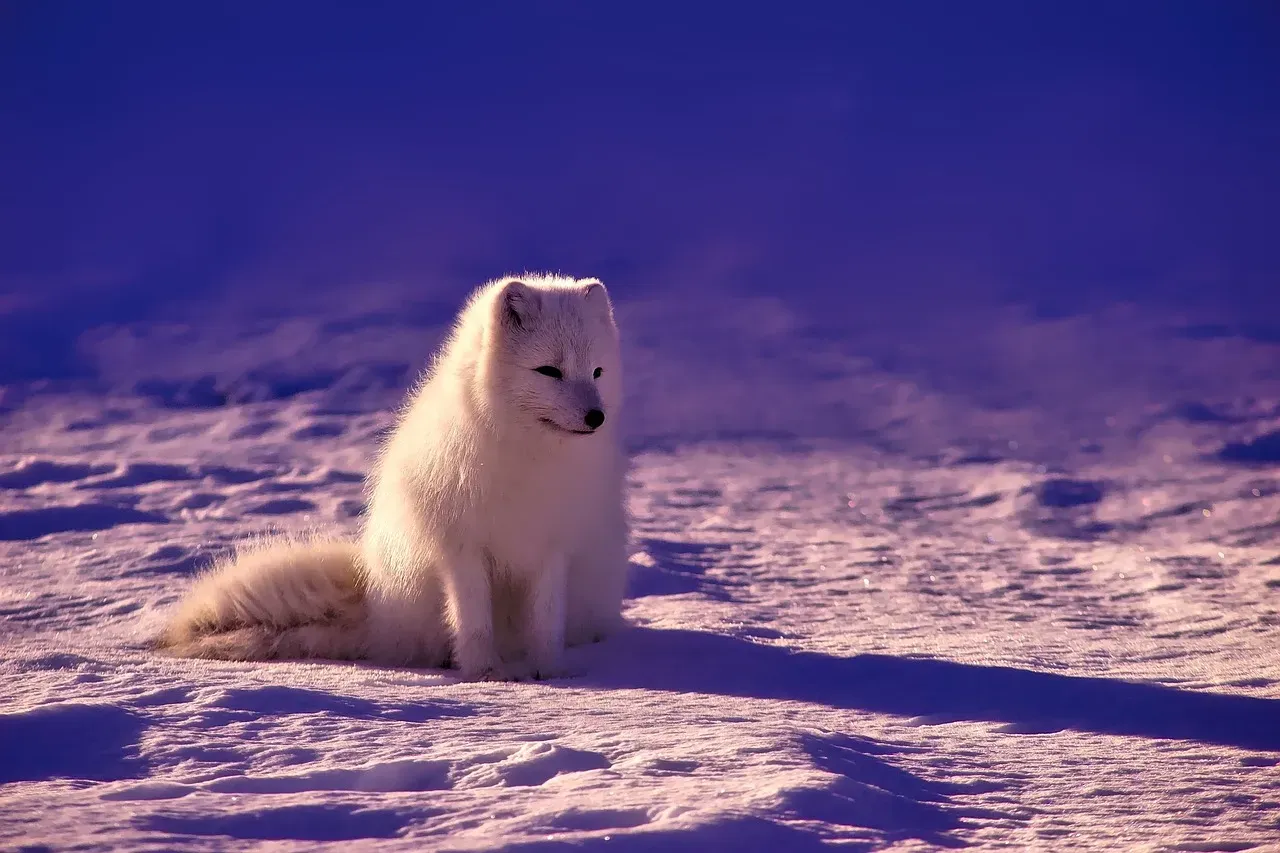 Built for the Cold: Remarkable Physical Adaptations (Image Credits: Pixabay)