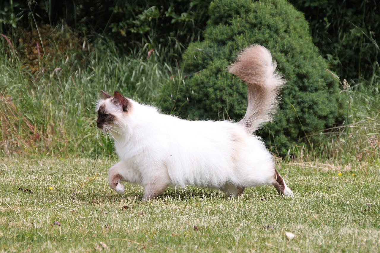 Birman Cats: Sacred Temple Cats with Secular Problems (Image Credits: Pixabay)
