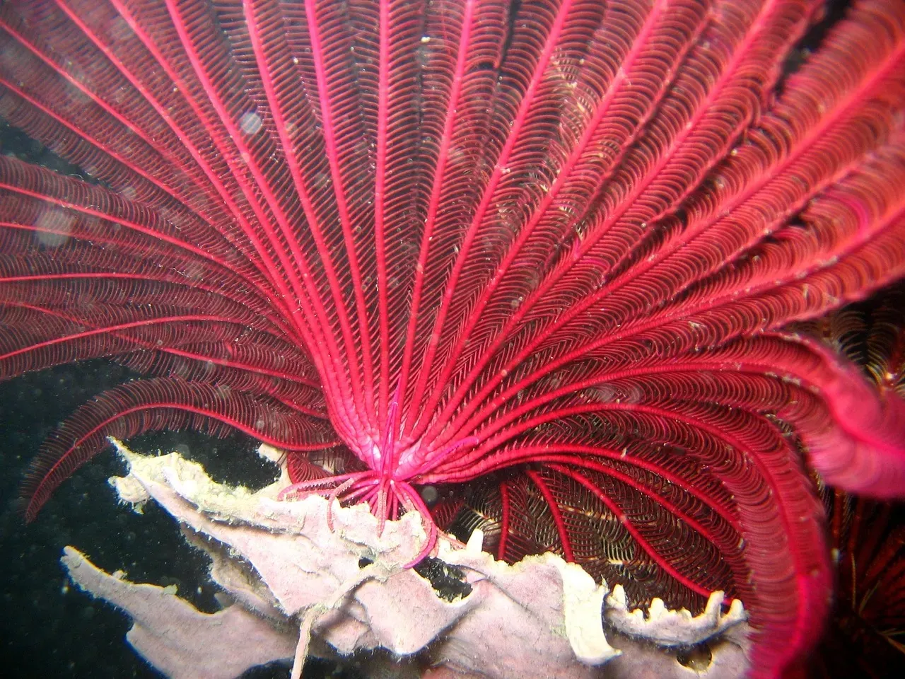 8. Crinoids Dance as Sea Lilies (Image Credits: Pixabay)