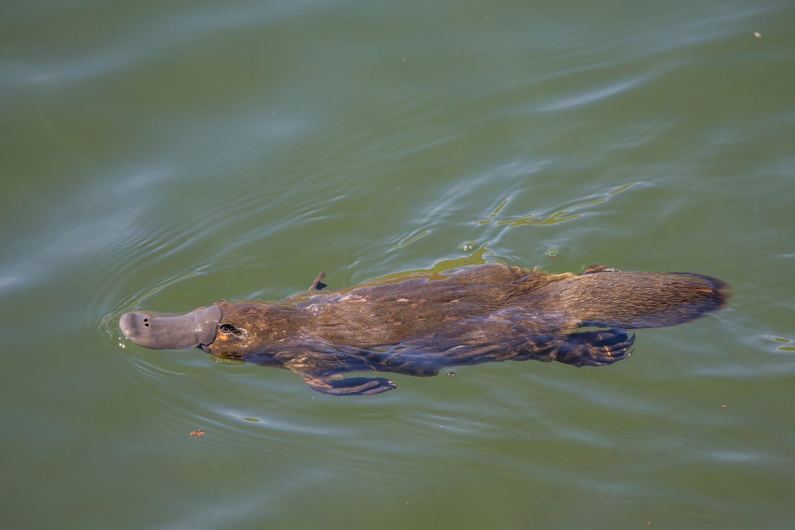 The Platypus: Nature's Greatest Puzzle (Image Credits: Wikimedia)