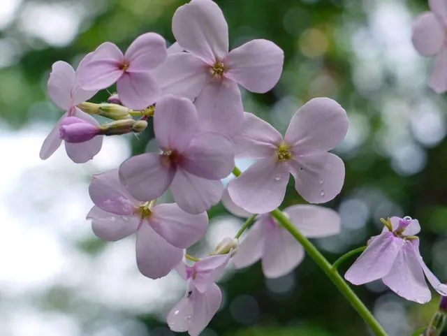 5. Native Violets (Viola species): Low-Growing Moisture Keepers (From geograph.org.uk, CC BY-SA 2.0)