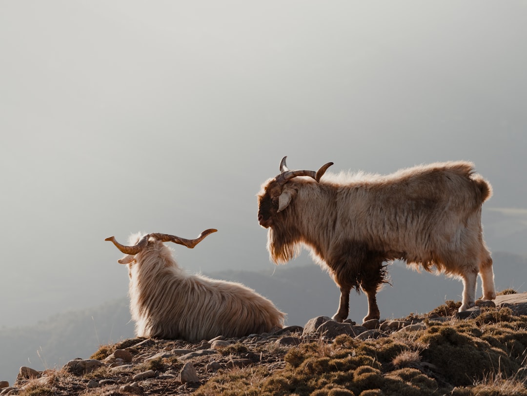 Mount Etna's Four-Legged Seismologists (Image Credits: Unsplash)
