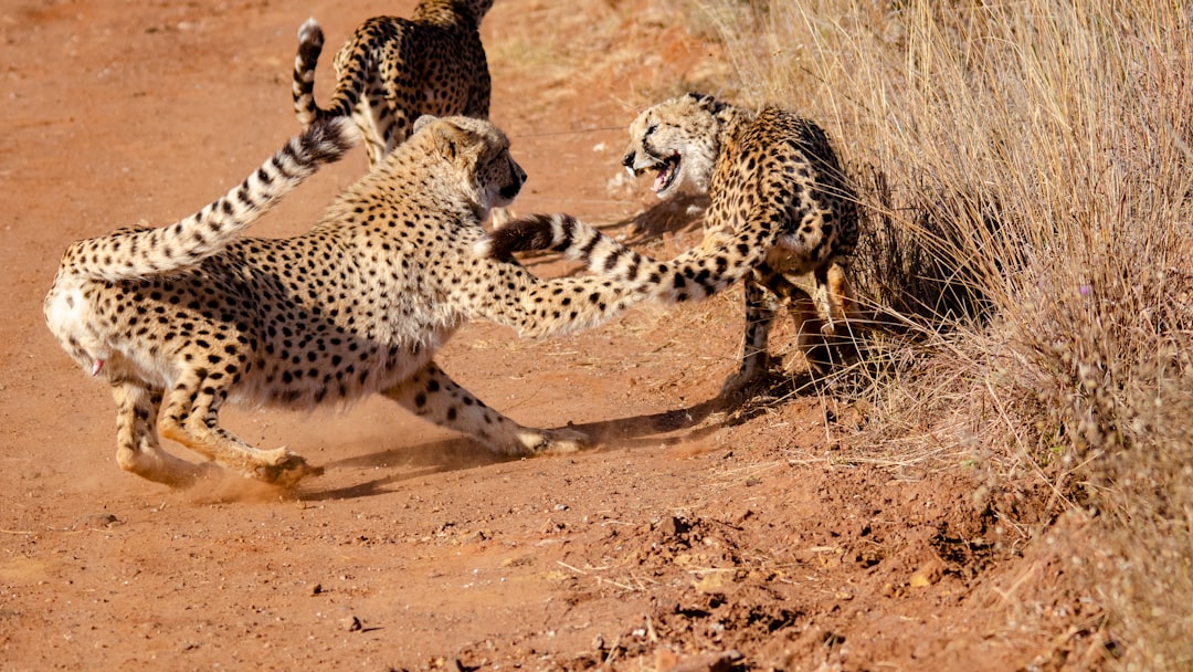 Precision Targeting: The Killing Blow (Image Credits: Unsplash)
