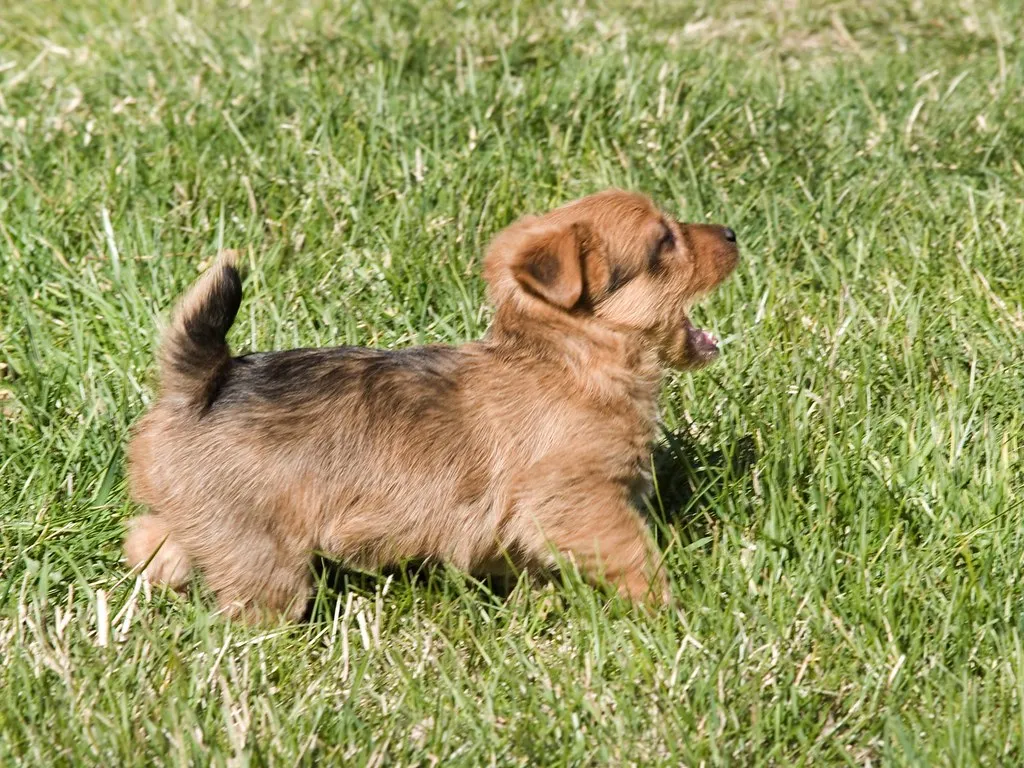Australian Terrier (ljguitar, Flickr, CC BY 2.0)
