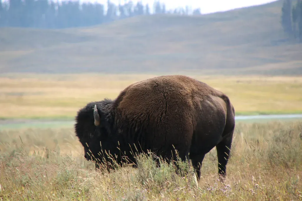 Yellowstone: The Last Wild Stronghold (jabberwock, Flickr, CC BY-SA 2.0)