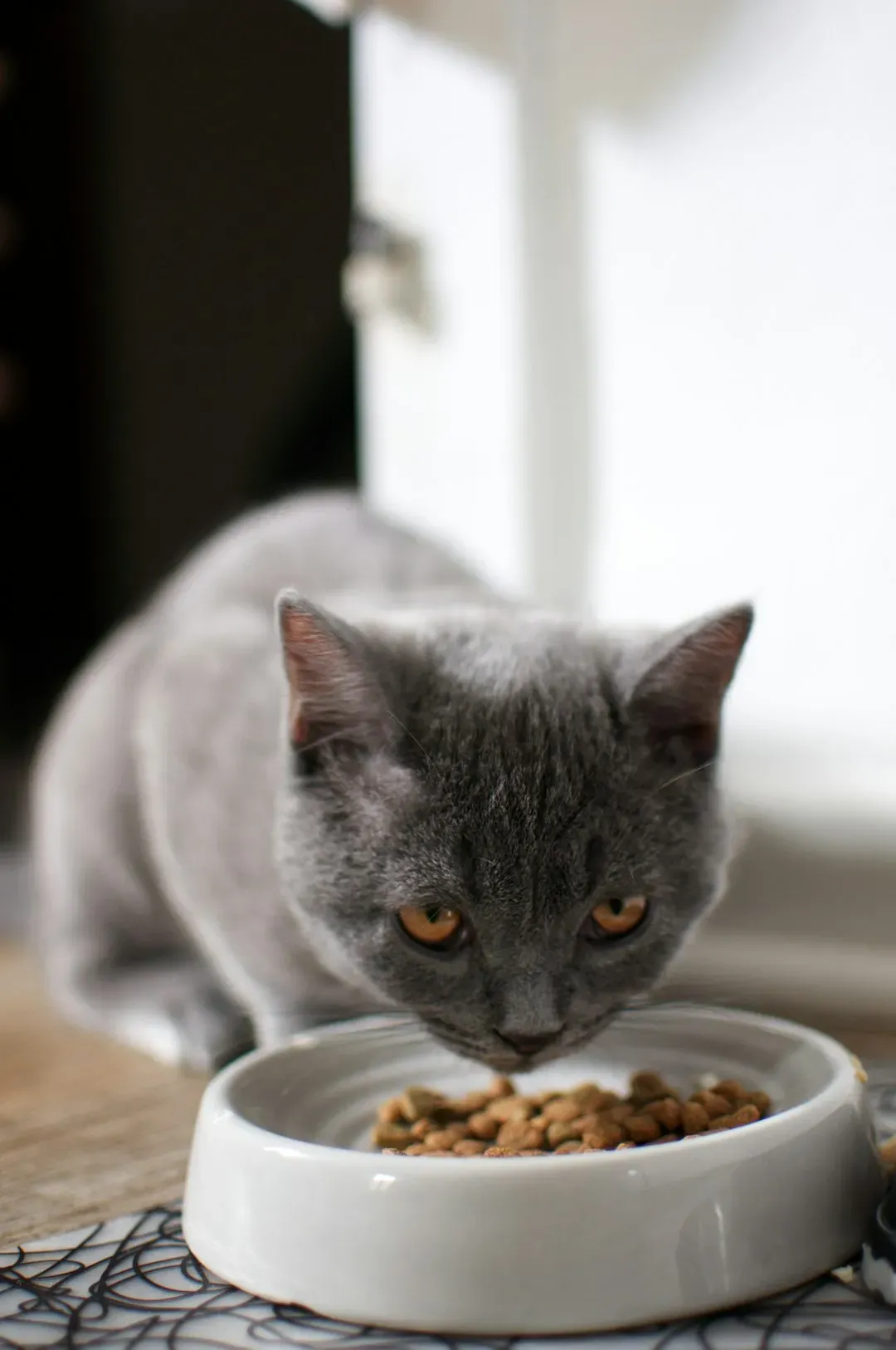 Feeding Them the Wrong Foods or Overfeeding (Image Credits: Unsplash)