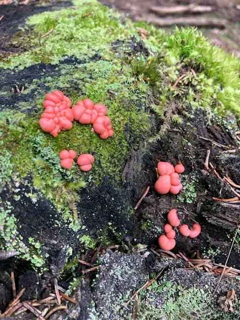 The Brainless Problem-Solver: Slime Mold Intelligence (Image Credits: Pexels)