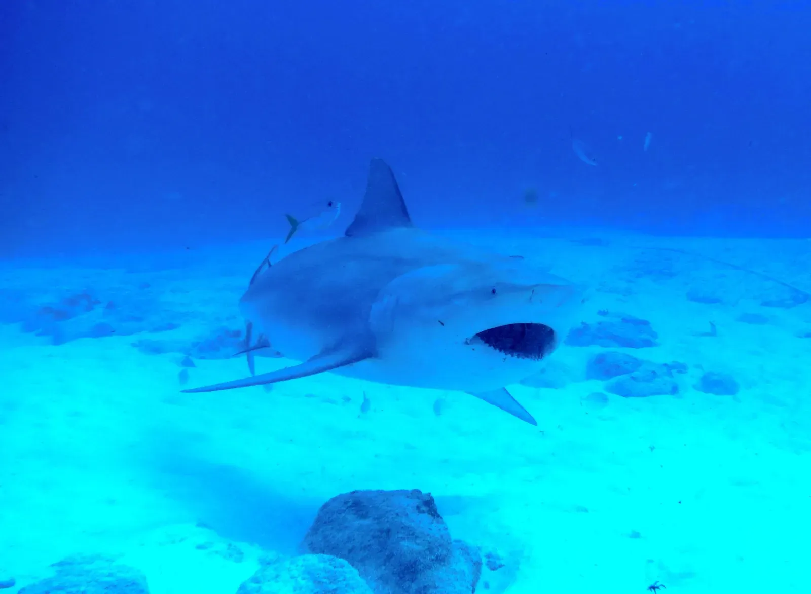 Two Confirmed Sightings That Shocked Researchers (Image Credits: Wikimedia)