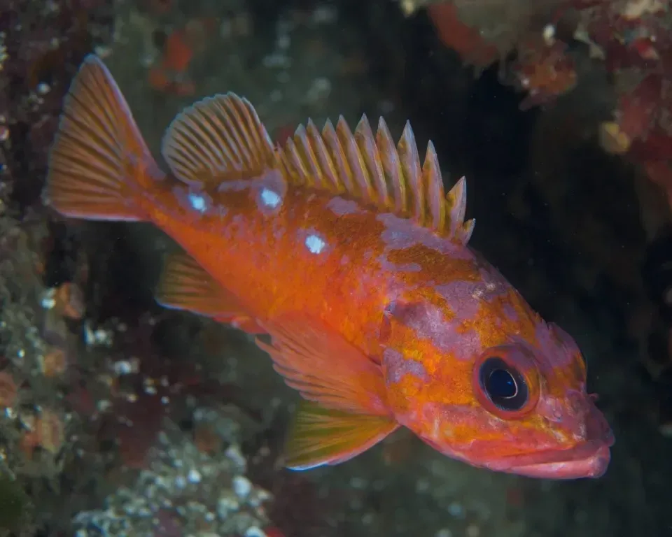 Rougheye Rockfish: Deep-Sea Survivors (Image Credits: Source : Redditpics)