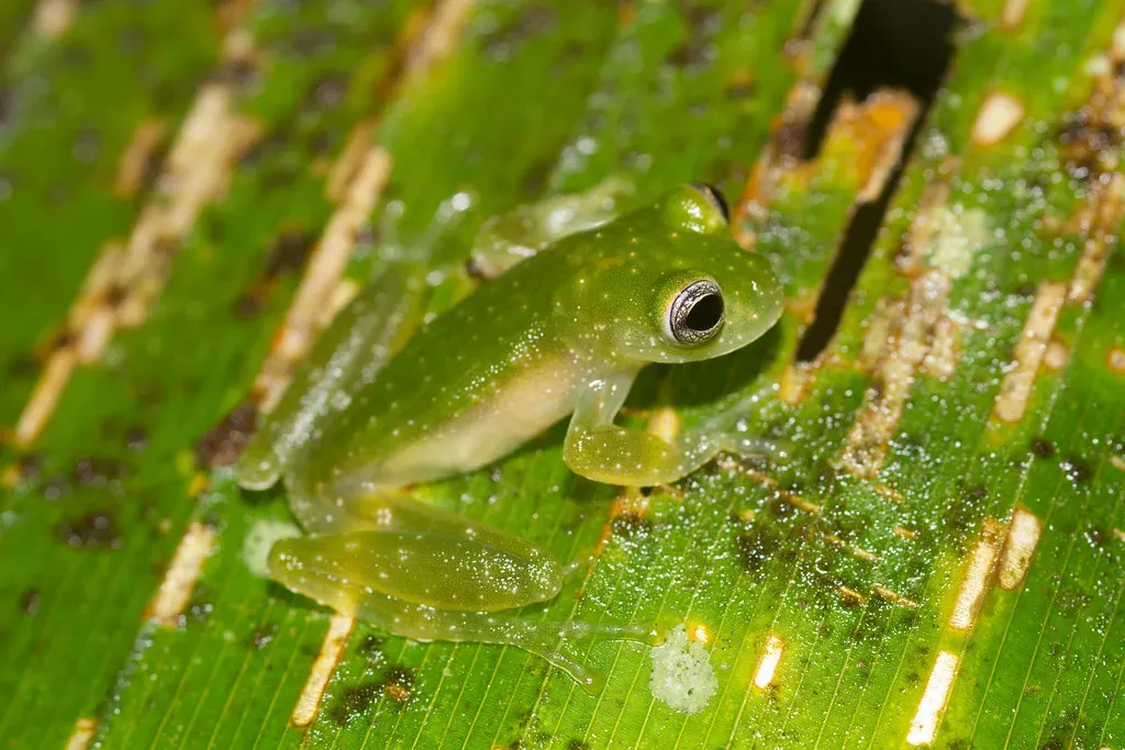 3. The Glass Frog (Image Credits: Flickr)