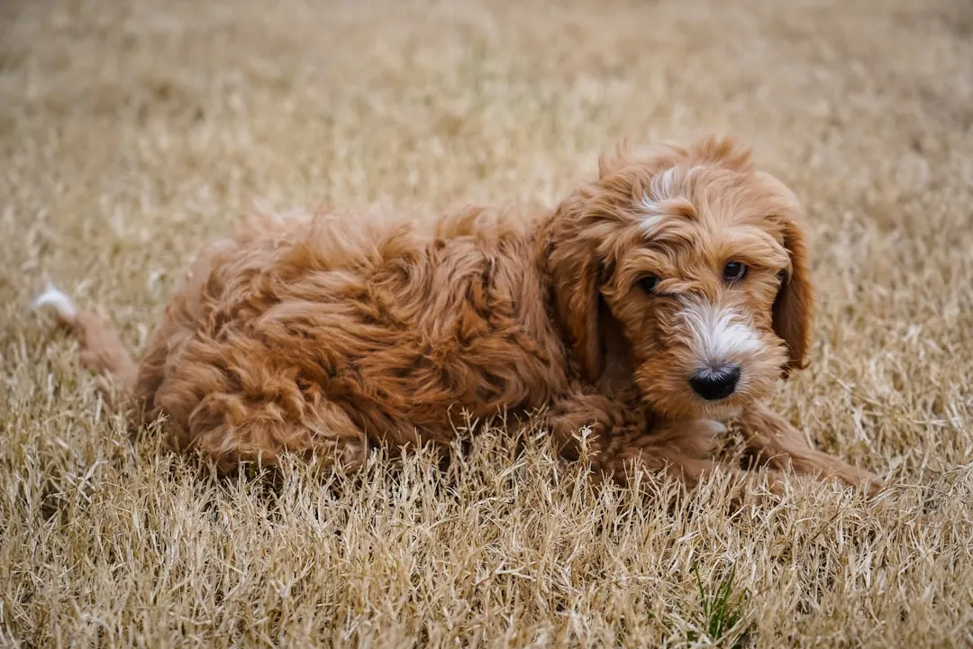 #9 - Ethically Bred Doodles: The Controversial Pick That Can Actually Work (Image Credits: Unsplash)