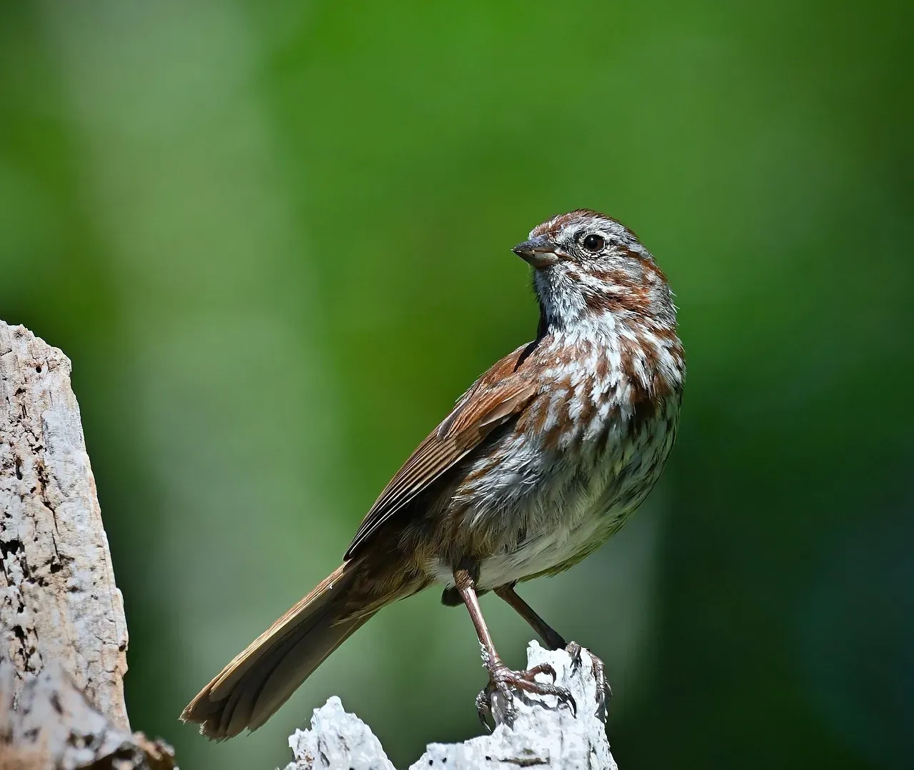 10. Song Sparrow (Image Credits: Pixabay)