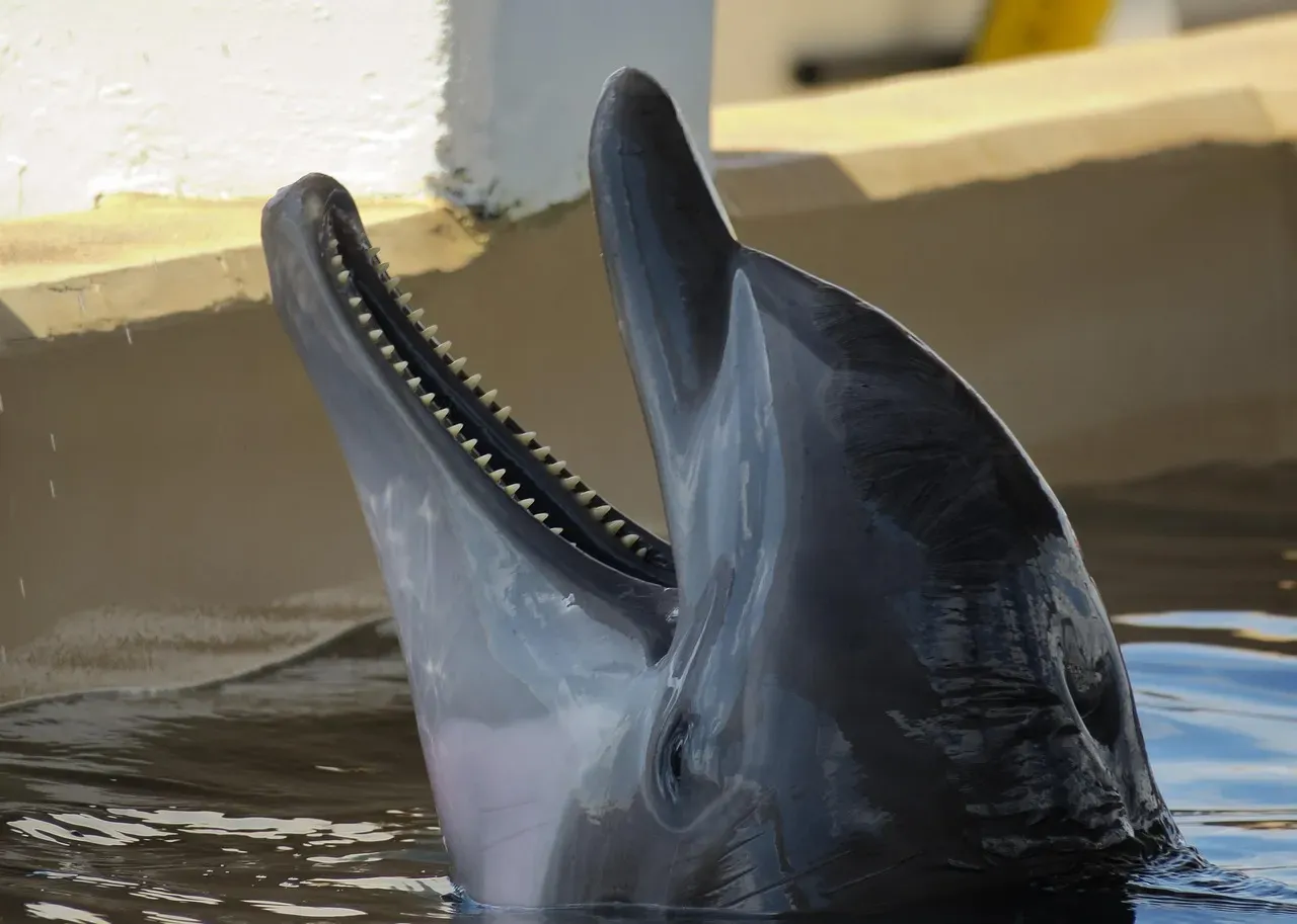 1. Bottlenose Dolphins: The Ocean's Social Geniuses (Image Credits: Pixabay)