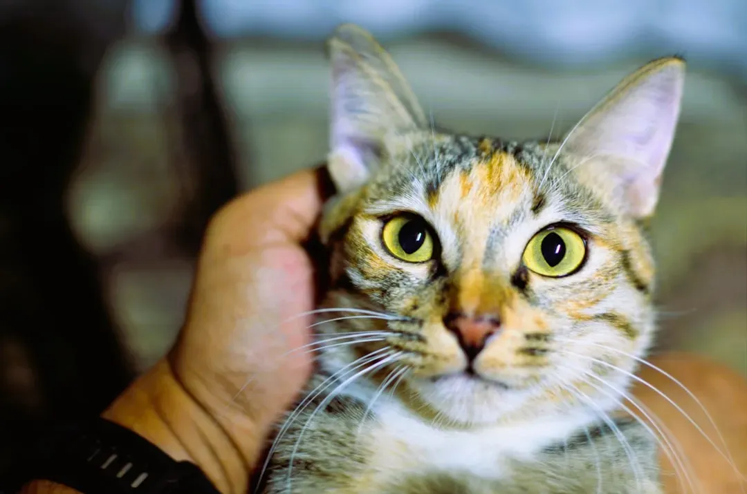 What the Stare Actually Tells You (Image Credits: Unsplash)