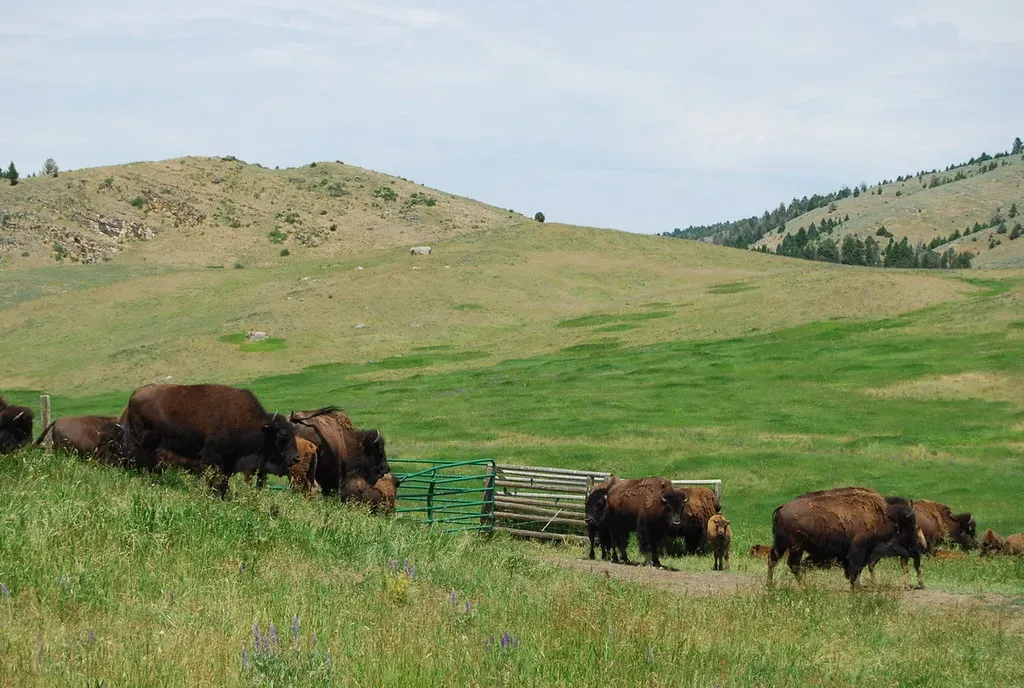 The Complicated Politics of Fences, Ranches, and Disease (nicolas.boullosa, Flickr, CC BY 2.0)
