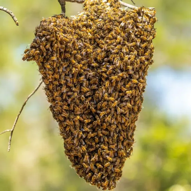 10. Bees (Image Credits: Pexels)