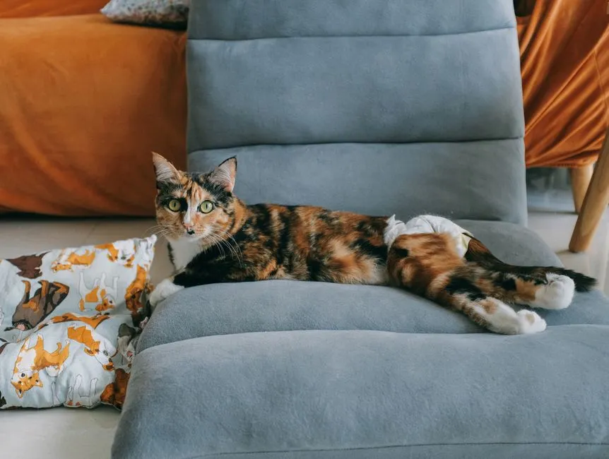 #9 - They Ditch Fancy Beds Just to Sleep Where They Can Smell You (Image Credits: Pexels)