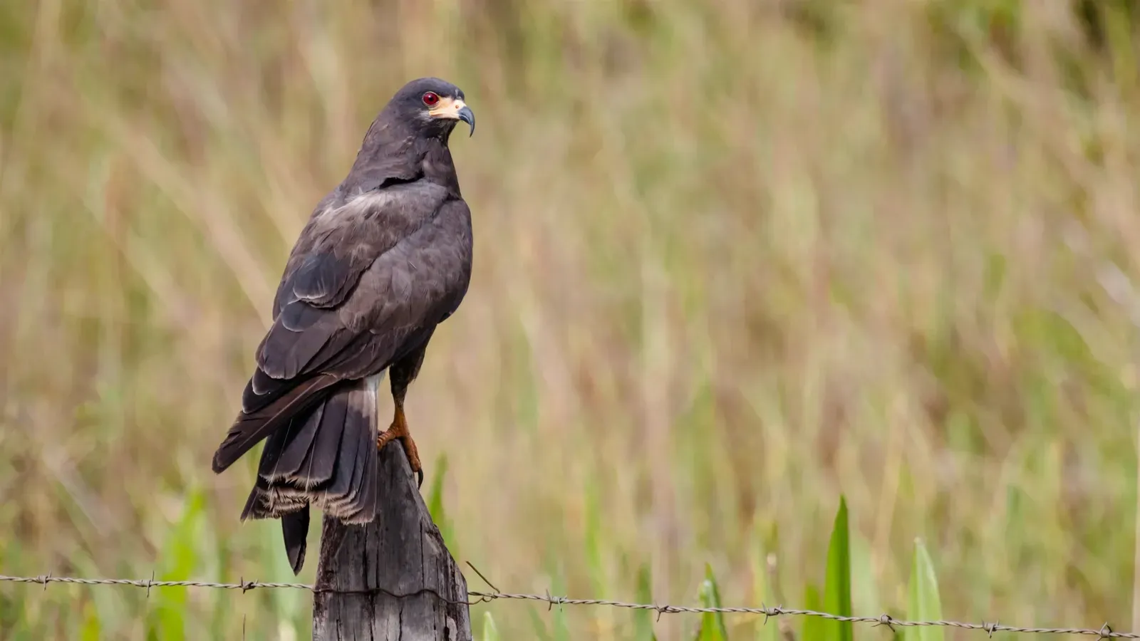 Everglades Snail Kite (By Claudney Neves, CC BY-SA 3.0)