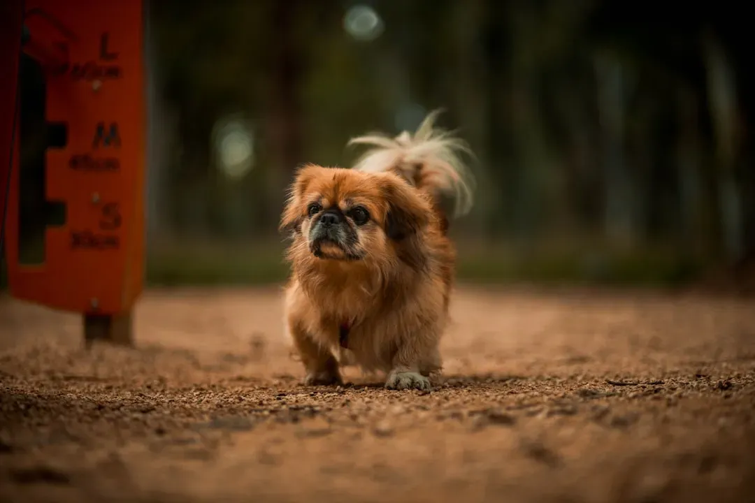 Pekingese (Image Credits: Unsplash)