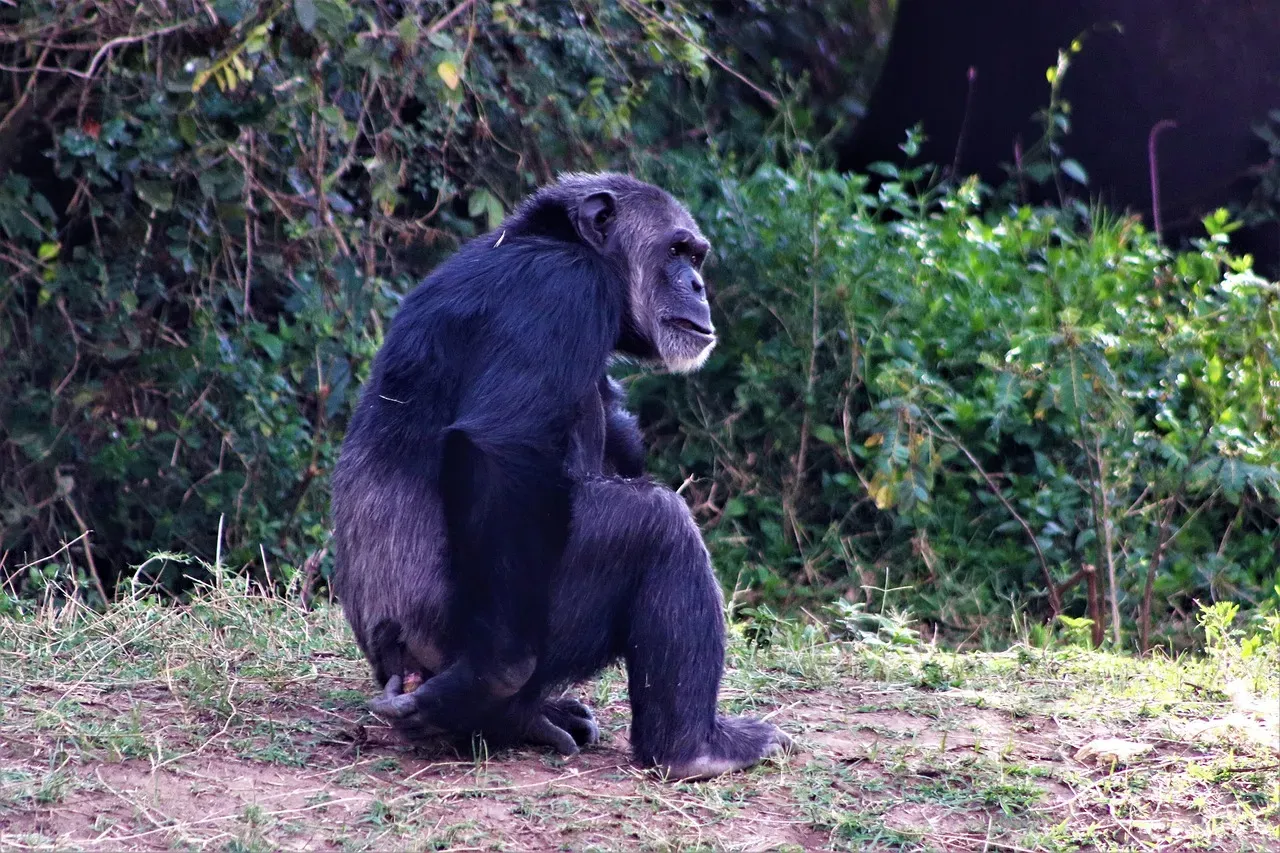 Chimpanzees Withdrawing After Losing Close Kin (Image Credits: Pixabay)