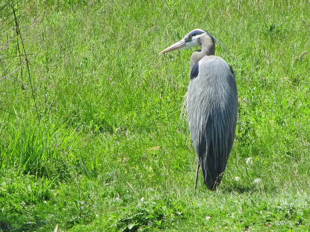 Encouraging Heron Visits: Do's and Don'ts (Image Credits: Flickr)