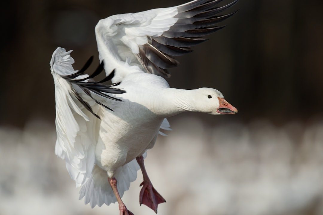The Determined Goose (December 22 - January 19) (Image Credits: Unsplash)