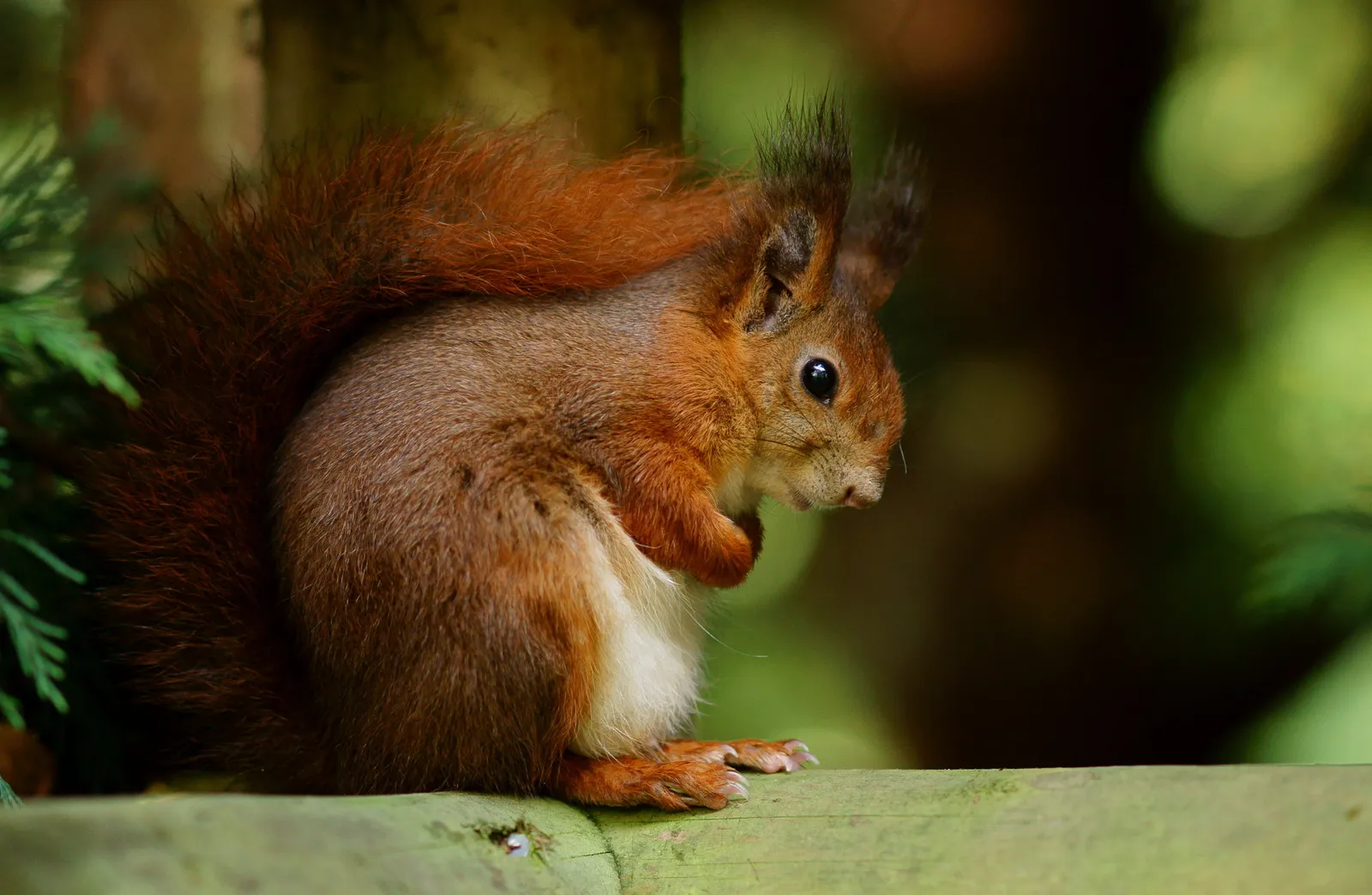 #4. Scent and pheromones set the whole thing in motion (Frightened Squirrel, CC BY 2.0)