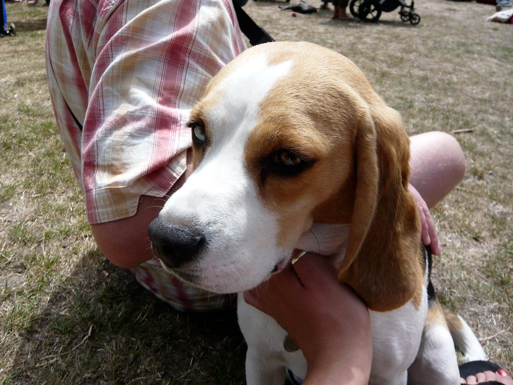 Beagle: The Neighborhood Announcer (Image Credits: Flickr)