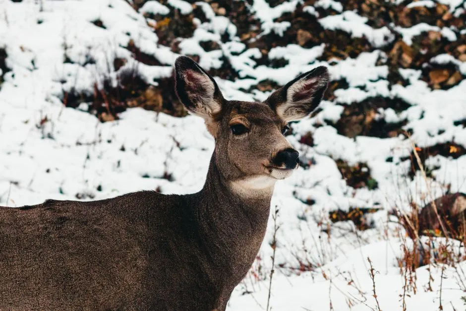 6. Humans simply aren't on the menu (Image Credits: Pexels)