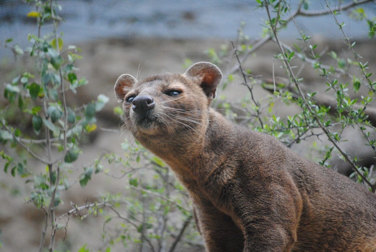 The Fossa Is Madagascar's Apex Predator (Image Credits: Pixabay)